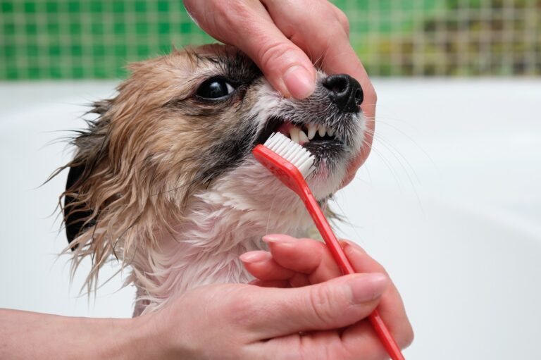 Why Oral Health is Important for Pets
